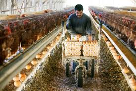 The Hidden Cost of Factory Farms: A Story of Environmental Racism